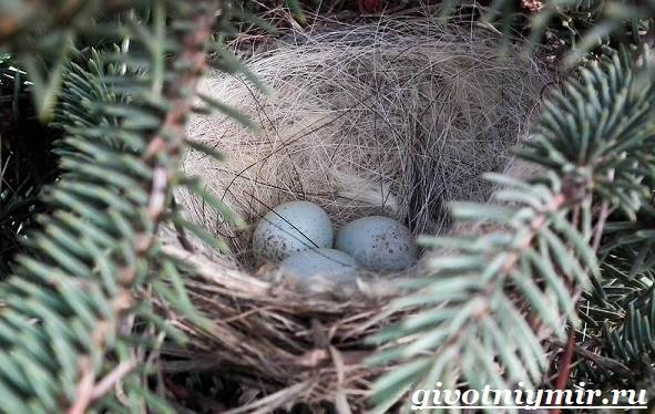 Linnet-bird-Linen-образ жизни-и-среда обитания-7