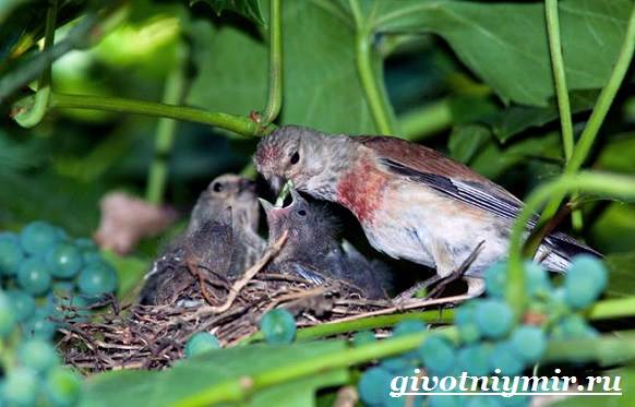 Linnet-bird-Linen-образ жизни-и-среда обитания-8