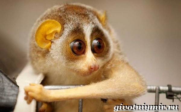 Лемур-Лори-животное-образ жизни и среда обитания-лемура-Лори-2