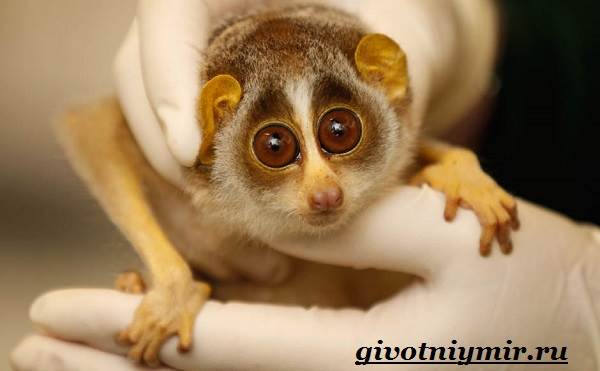 Лемур-Лори-животное-образ жизни и среда обитания-лемура-Лори-3