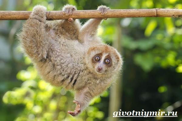 Лемур-Лори-животное-образ жизни и среда обитания-лемура-Лори-5