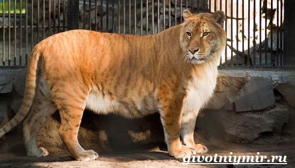 Лигр-животное-Образ-жизни-и-среда-обитания-лигра-5