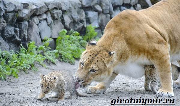 Лигр-животное-Образ-жизни-и-среда-обитания-лигра-7