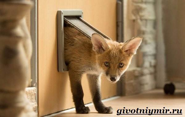 Риф-животные-образ жизни-и-среда обитания-11