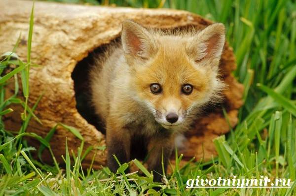 Риф-животные-образ жизни-и-среда обитания-12