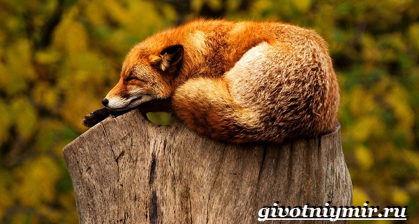 Риф-животные-образ жизни-и-среда обитания-15