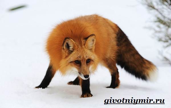 Риф-животные-образ жизни-и-среда обитания-7