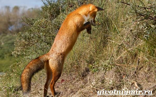 Риф-животные-образ жизни-и-среда обитания-8