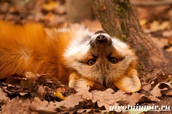 Риф-животные-стиль жизни-и-среда обитания-9