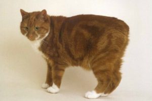 Породы кошек с короткими хвостами: список пород кошек с маленьким хвостом