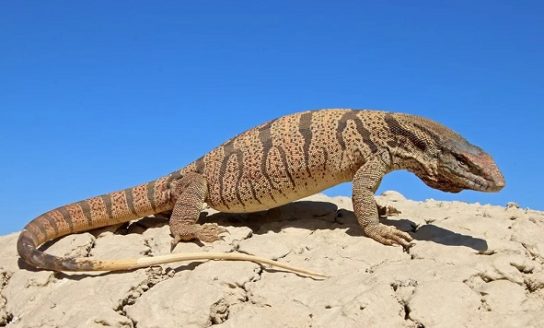 Растительный мир Африки: список редких представителей флоры и фауны, эндемики африканского континента