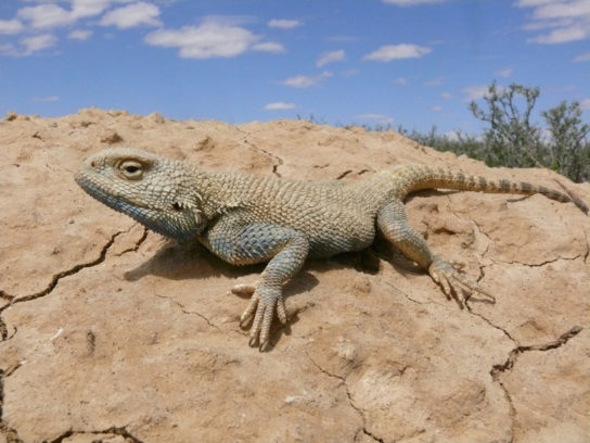 Растения и животные пустыни и полупустыни: флора и фауна тропического и субтропического мира
