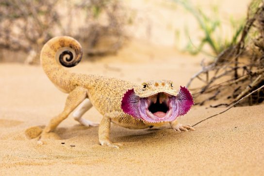 Растения и животные пустыни и полупустыни: флора и фауна тропического и субтропического мира