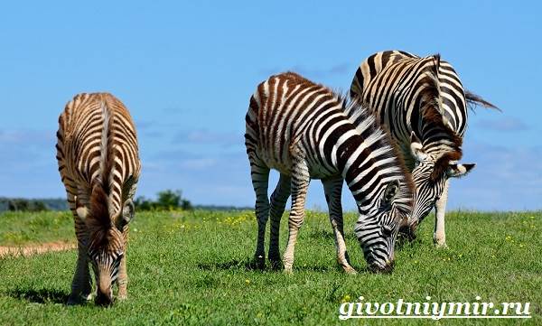 Зебра-животные-зебра-образ жизни и среда обитания-7