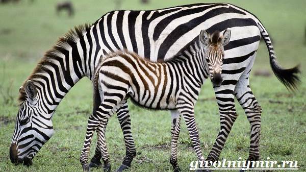 Зебра-животные-зебра-образ жизни и среда обитания-8