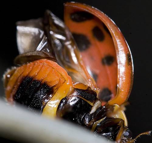 Крыло божьей коровки