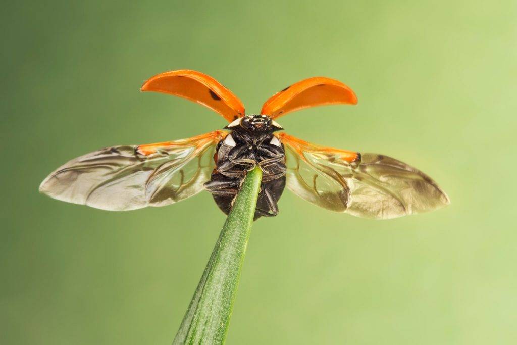 Крылья божьей коровки