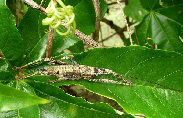 Кузнечик, напоминающий ветку