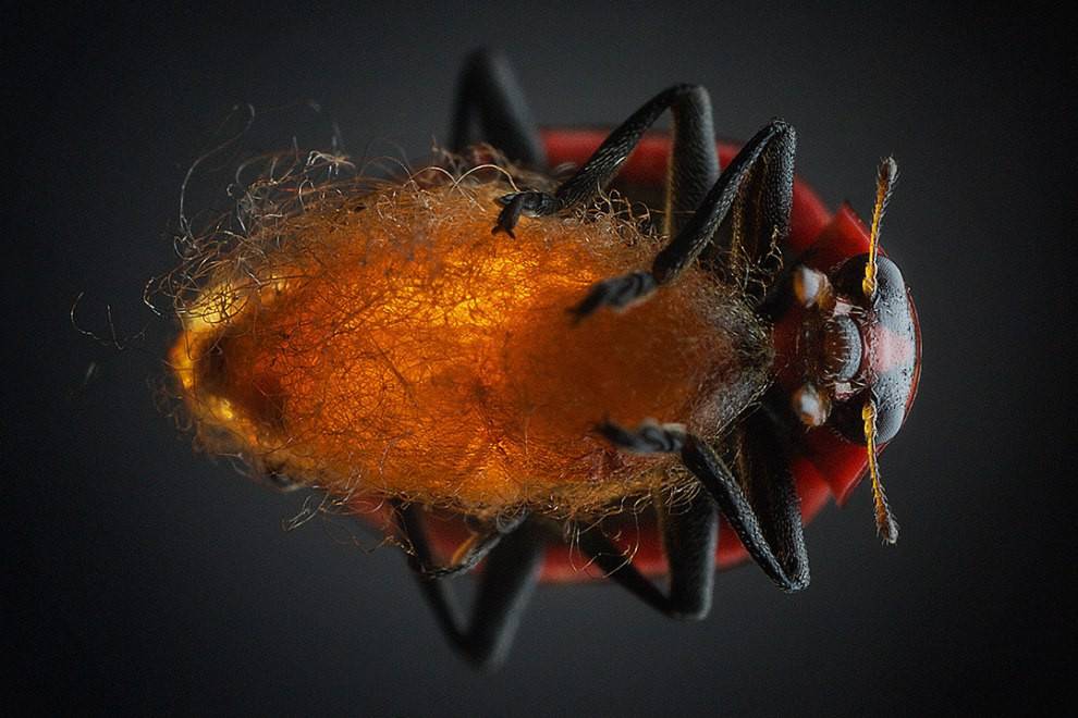 Картинка лапки божьей коровки