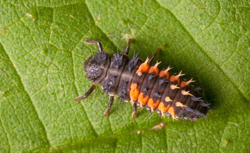 Изображение личинки божьей коровки