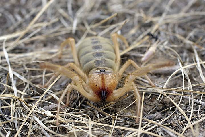 Паук фаланга фото Паук фаланга фото