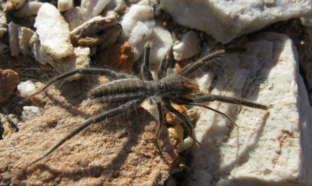 Паук сольпуга фото Паук сольпуга фото