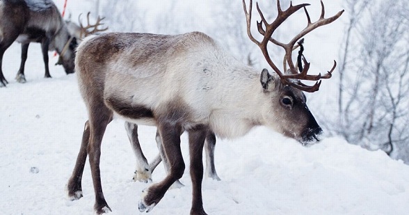 Северный олень