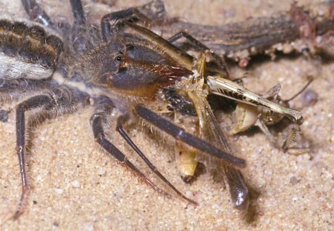 Сольпуга ест кузнечика Сольпуга ест кузнечика