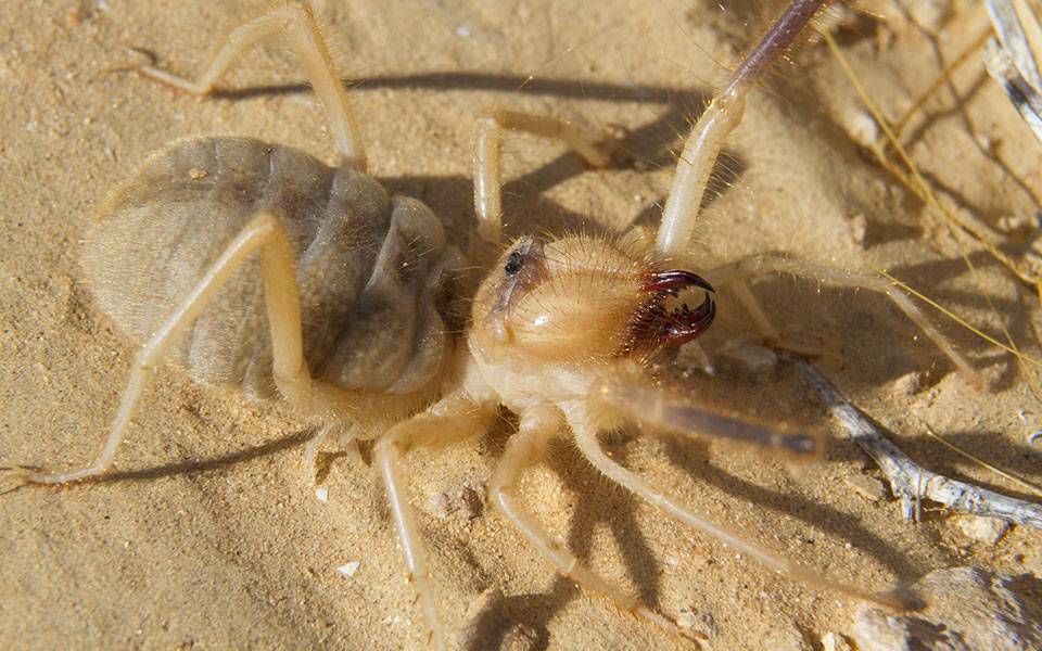 Сольпуга обыкновенная Сольпуга обыкновенная