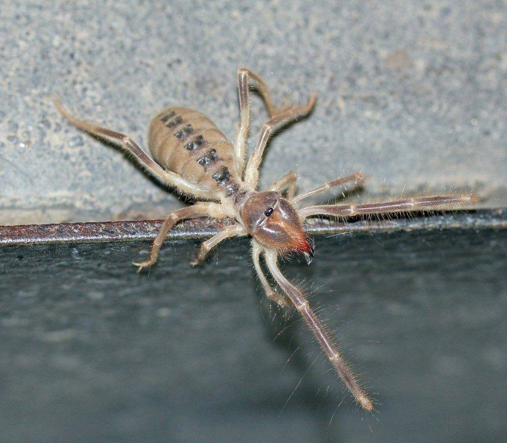Сольпуга закаспийская Galeodes caspius фото Сольпуга закаспийская Galeodes caspius фото