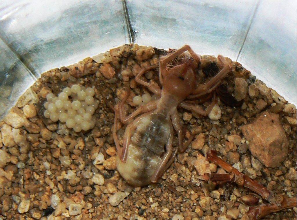 Яйца сольпуги Яйца сольпуги