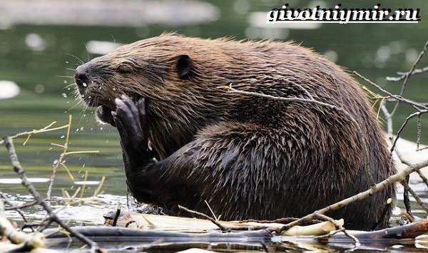 Бобр-животные-бобр-образ жизни-и-среда обитания-6