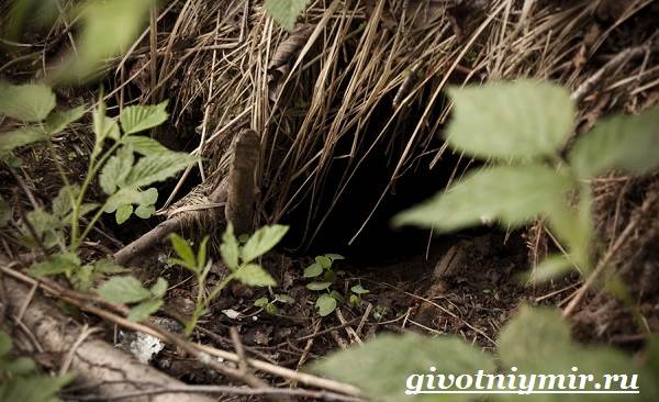 Бобр-животные-бобр-образ жизни-и-среда обитания-7