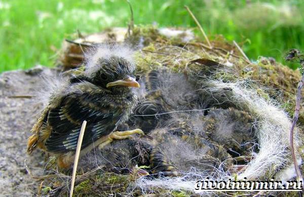 Горихвостка-птица-Образ-жизни-и-среда-обитания-птицы-горихвостки-9