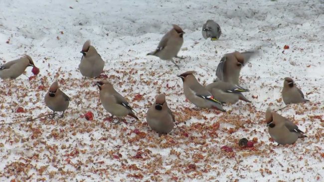 Восковое крыло