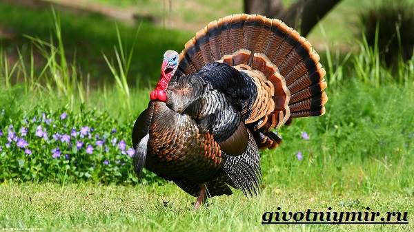 Турция-птица-Особенности-образ жизни-и-разведение-индейка-5