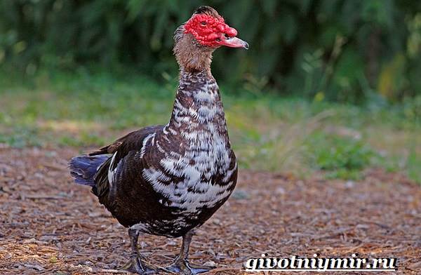 Образ жизни и среда обитания индо-птиц-Индо-точка-10