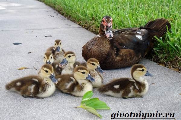 Образ жизни и среда обитания индо-птиц-indo-dot-11