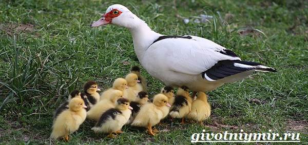 Образ жизни и среда обитания индо-птиц-indo-dot-8