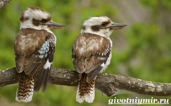 Кукабарра-птицы-образ жизни и среда обитания-кукабарра-8