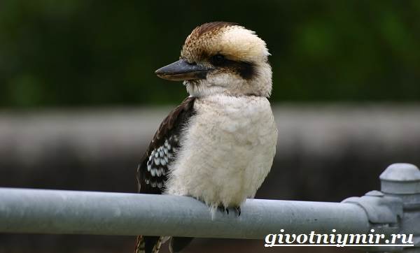 Кукабарра-птицы-образ жизни и среда обитания-кукабарра-9