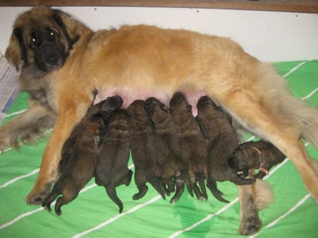 Леонбергеры и щенки