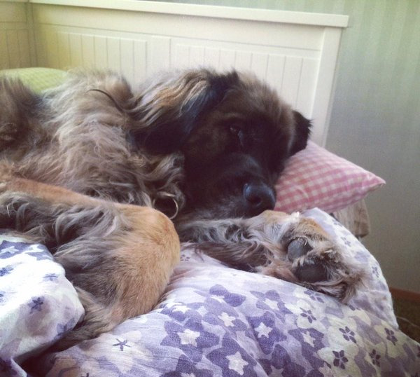 Леонбергер в постели