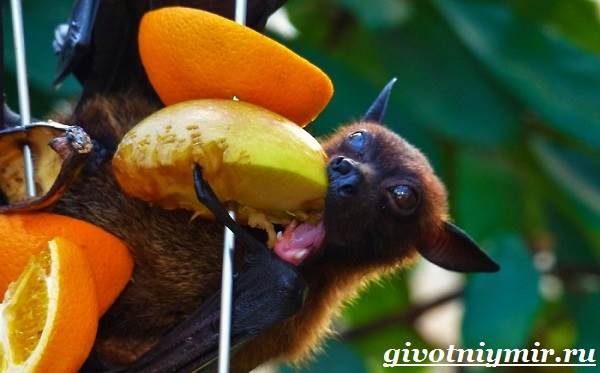 Летучая-лисица-Образ-жизни-и-среда-обитания-летучей-лисицы-8