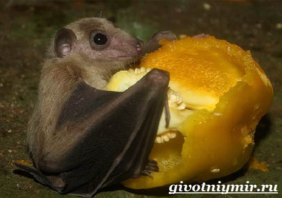 Летучие мыши-животные-летучие мыши-образ жизни и среда обитания-7