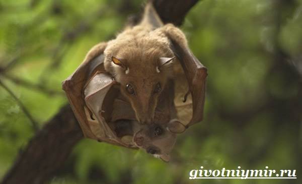 Летучие мыши-животные-летучие мыши-образ жизни и среда обитания-8
