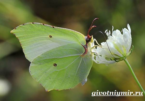 Лемонграсс-бабочка-образ жизни-среда обитания-бабочки-лемонграсс-5