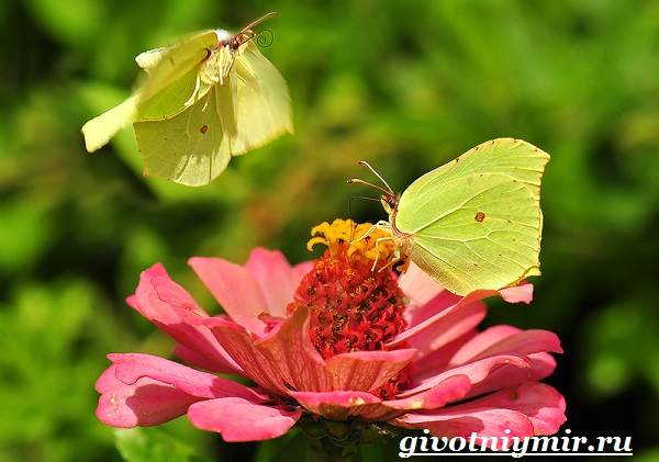 Лемонграсс-бабочка-образ жизни-среда обитания-бабочки-лемонграсс-7