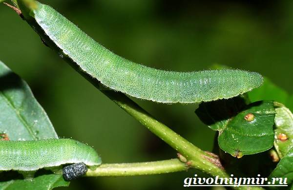 Лемонграсс-бабочка-образ жизни-среда обитания-бабочки-лемонграсс-8