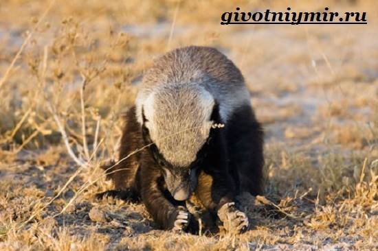 Медоед-животное-Образ-жизни-и-среда-обитания-медоеда-5